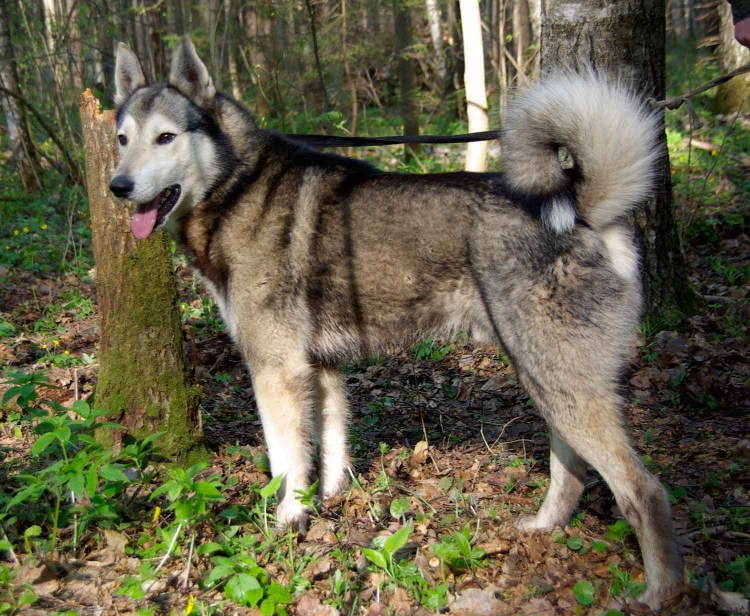 Западносибирская лайка