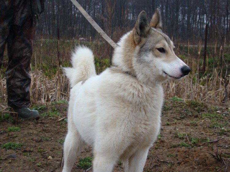 Западно-Сибирская лайка сука