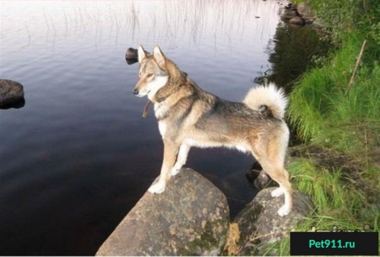 Западносибирская лайка