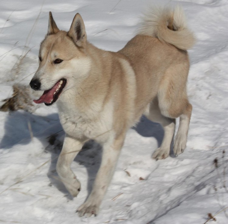 Западносибирская лайка