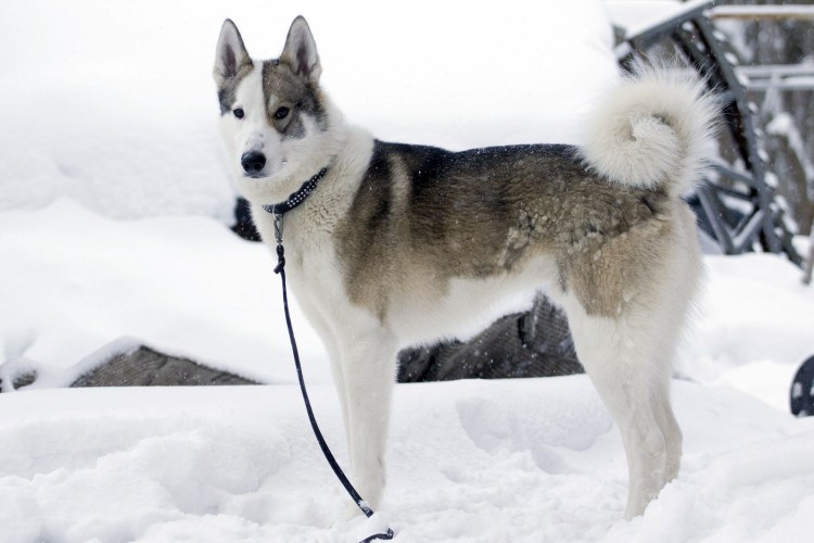 Экстерьер Западно сибирской лайки