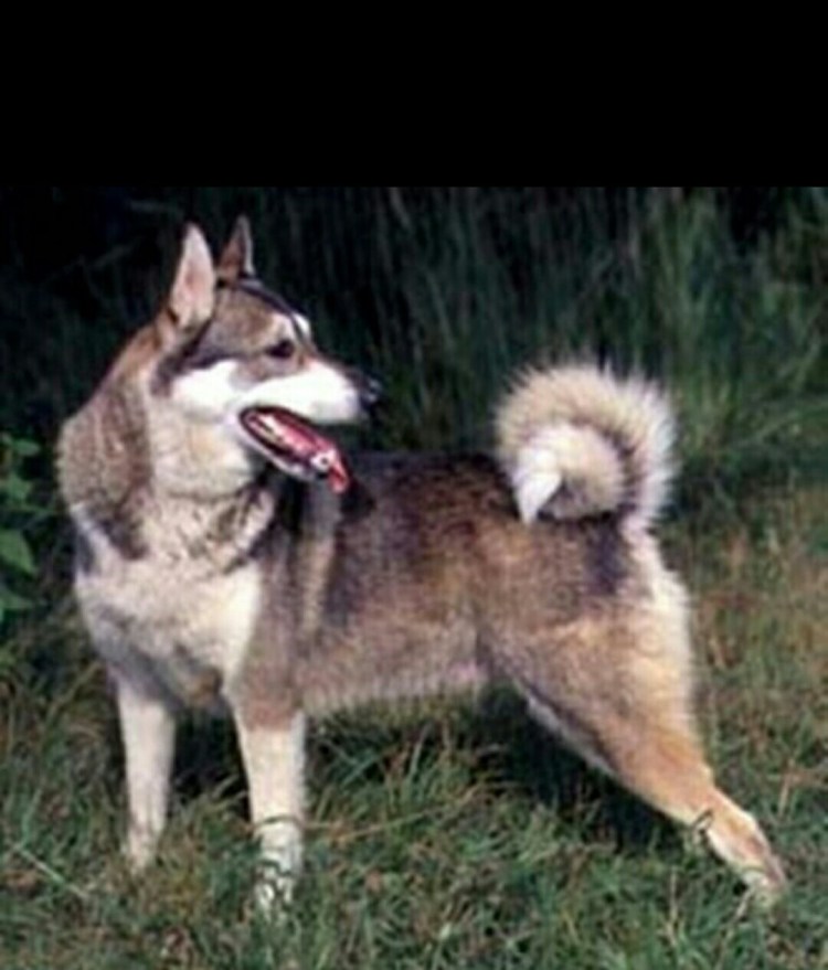 Лайка Западно Сибирская МООИР