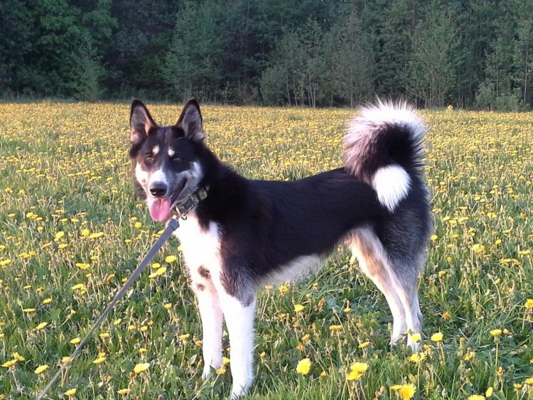 Восточноносибирская лайка