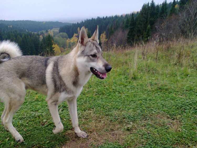 Западносибирская лайка окрасы