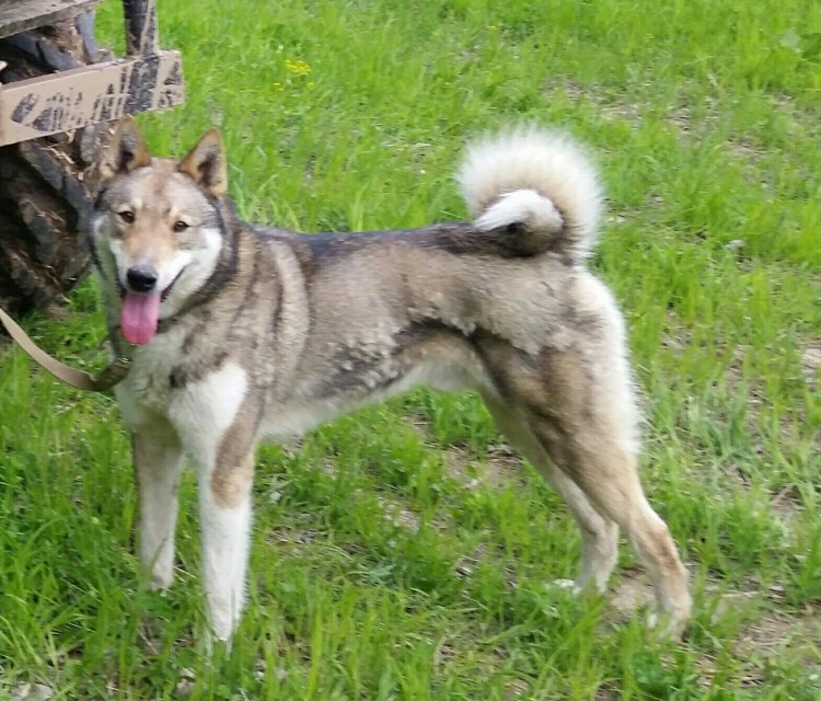 Западносибирская лайка окрасы