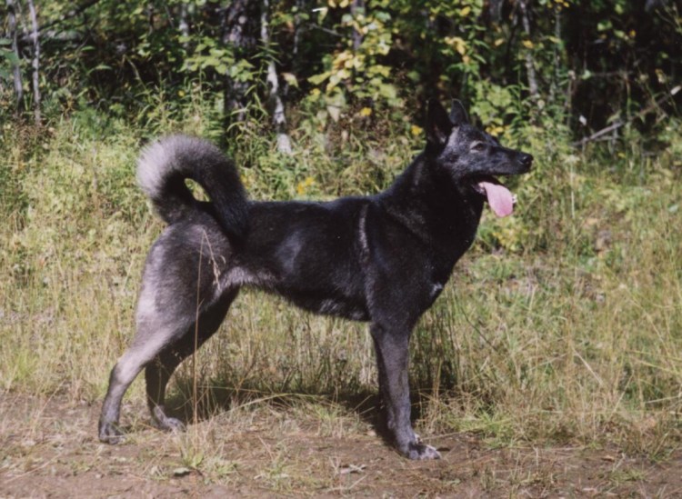 Восточносибирская лайка черная