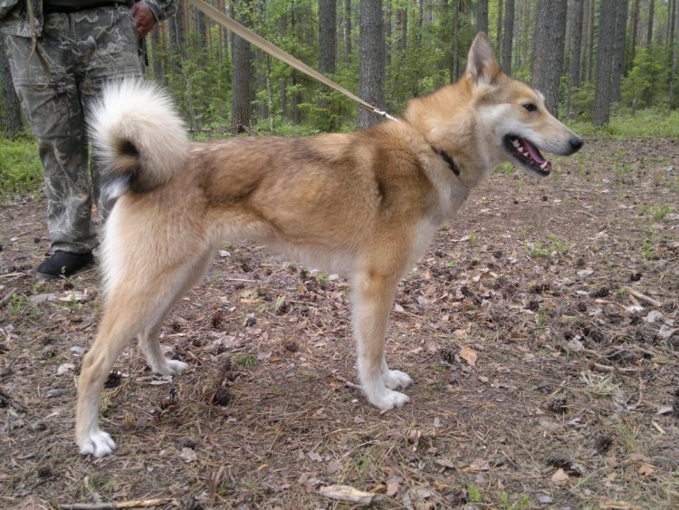 Восточносибирская Чайка