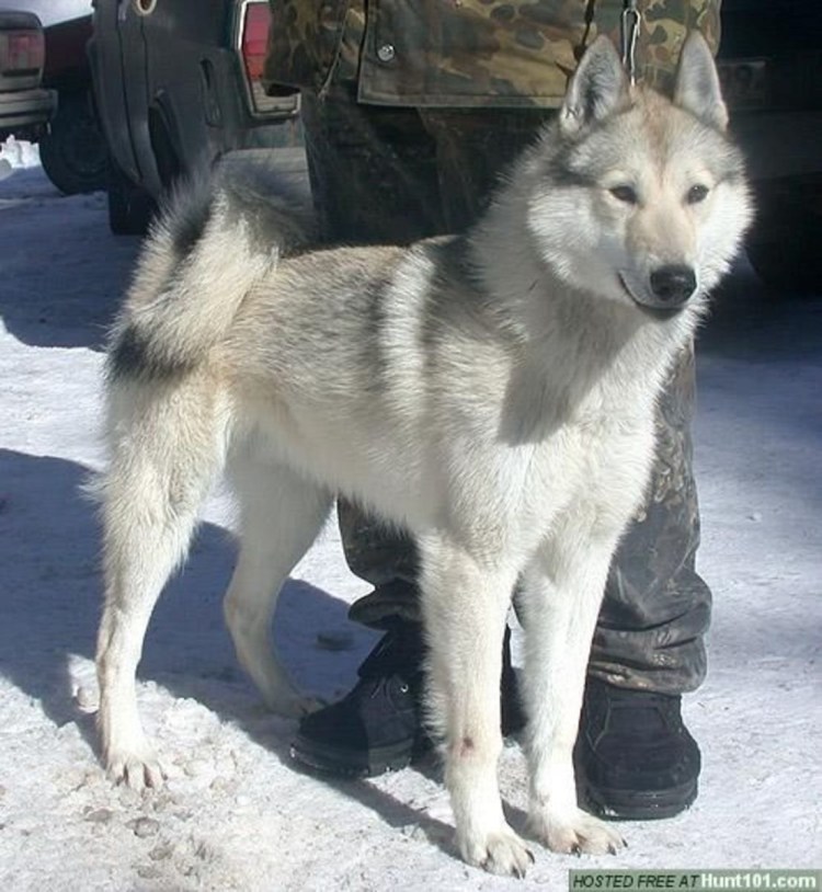 Западно-Сибирская лайка сука