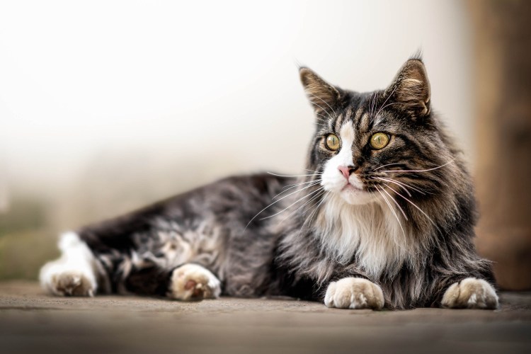 American Curl кошка