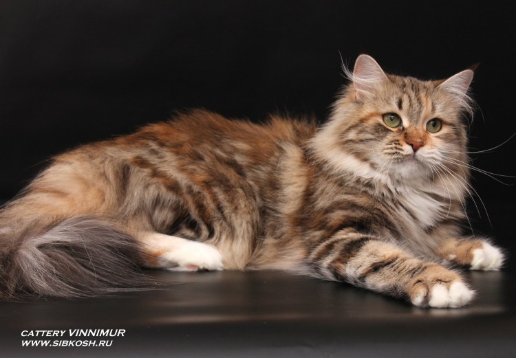 Бобтейл кошка Курильский стандарт