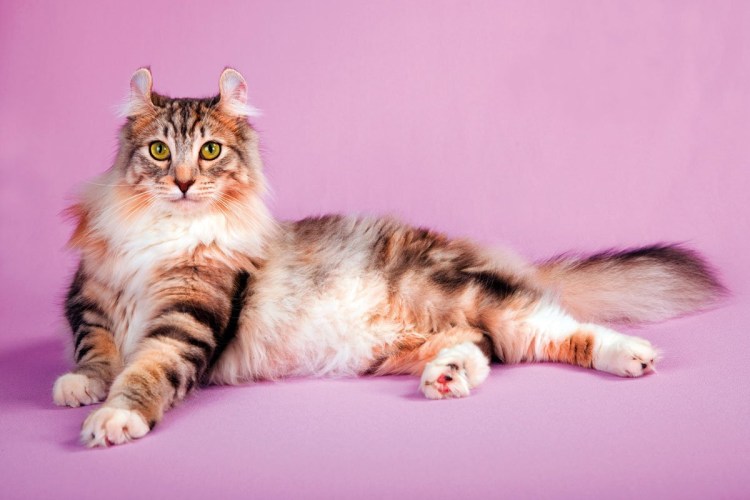 Американский длинношерстный керл