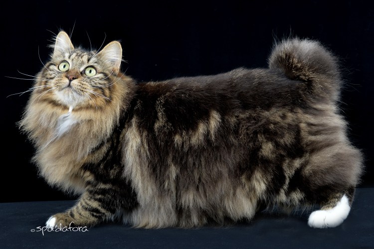 Американский керл