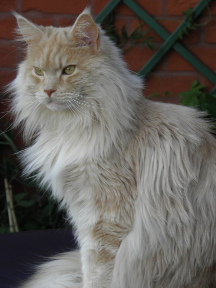 Курильский бобтейл