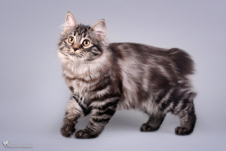 Американский кёрл полосатый