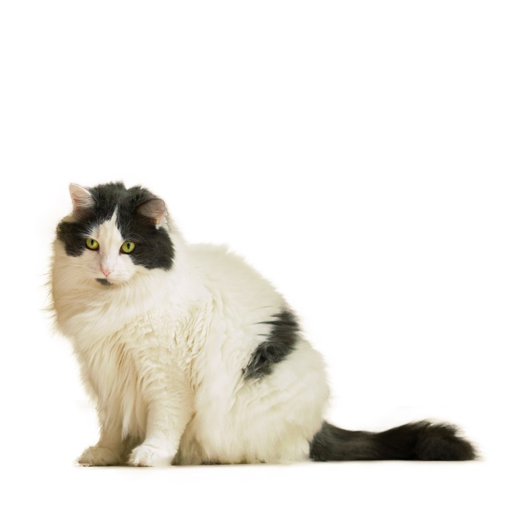 Североамериканская длинношерстная кошка