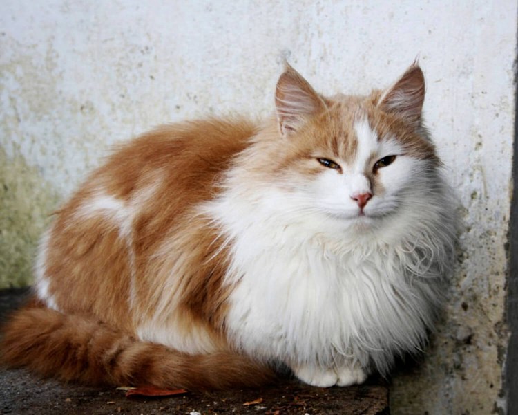 Шотландская длинношерстная кошка черепаховый метис