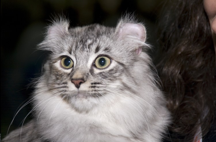 Американский кёрл кошка