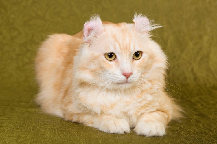 Шотландский Рэгдолл