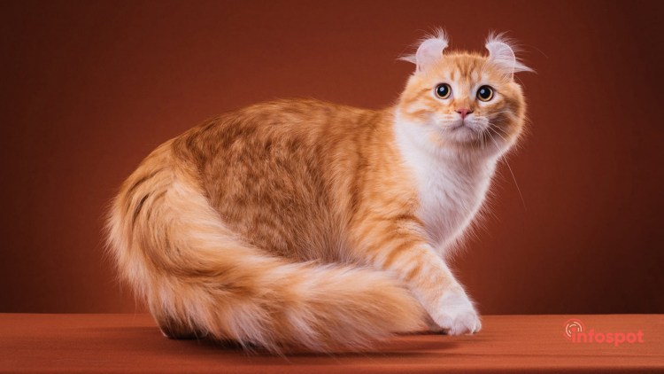 Метис Мейн куна и норвежской Лесной