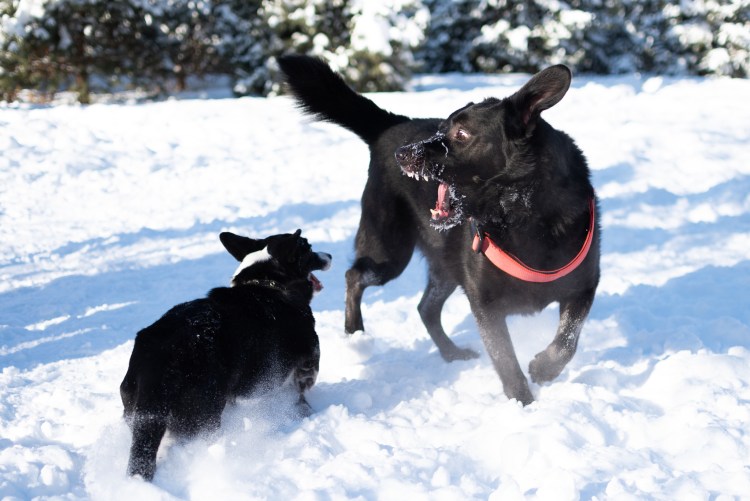 Хаски смешные