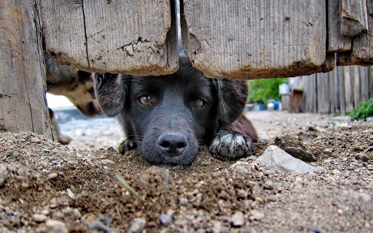 Художественные фото собак