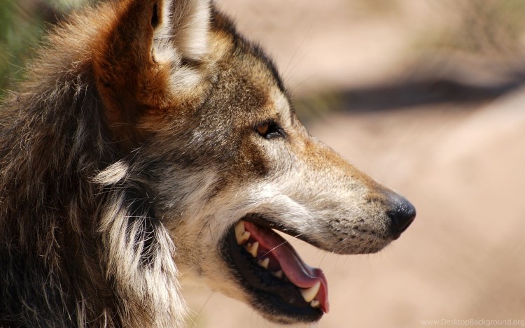 Веймаранер Харлоу, Индиана и Риз