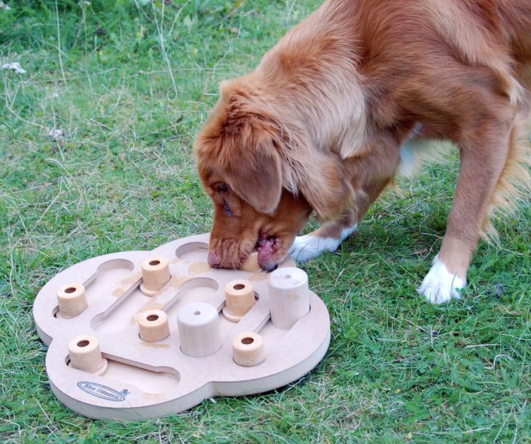 Семейства псовые (Canidae),