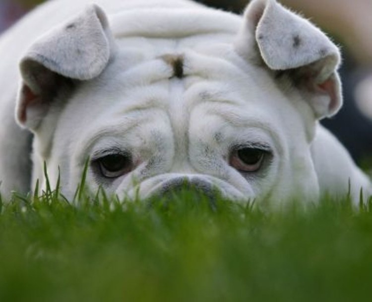 Семейство псовых представители