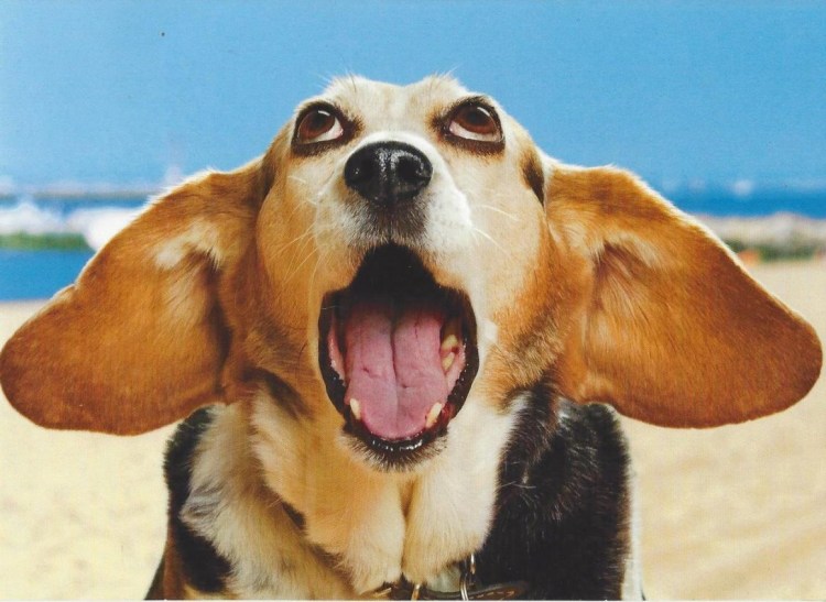 Золотистый ретривер лает