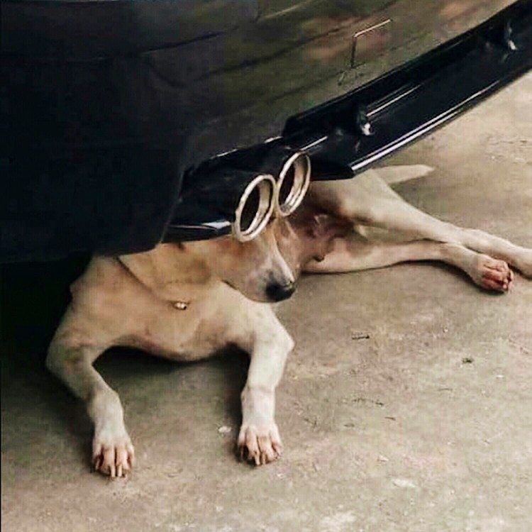 Собака выхлопная труба