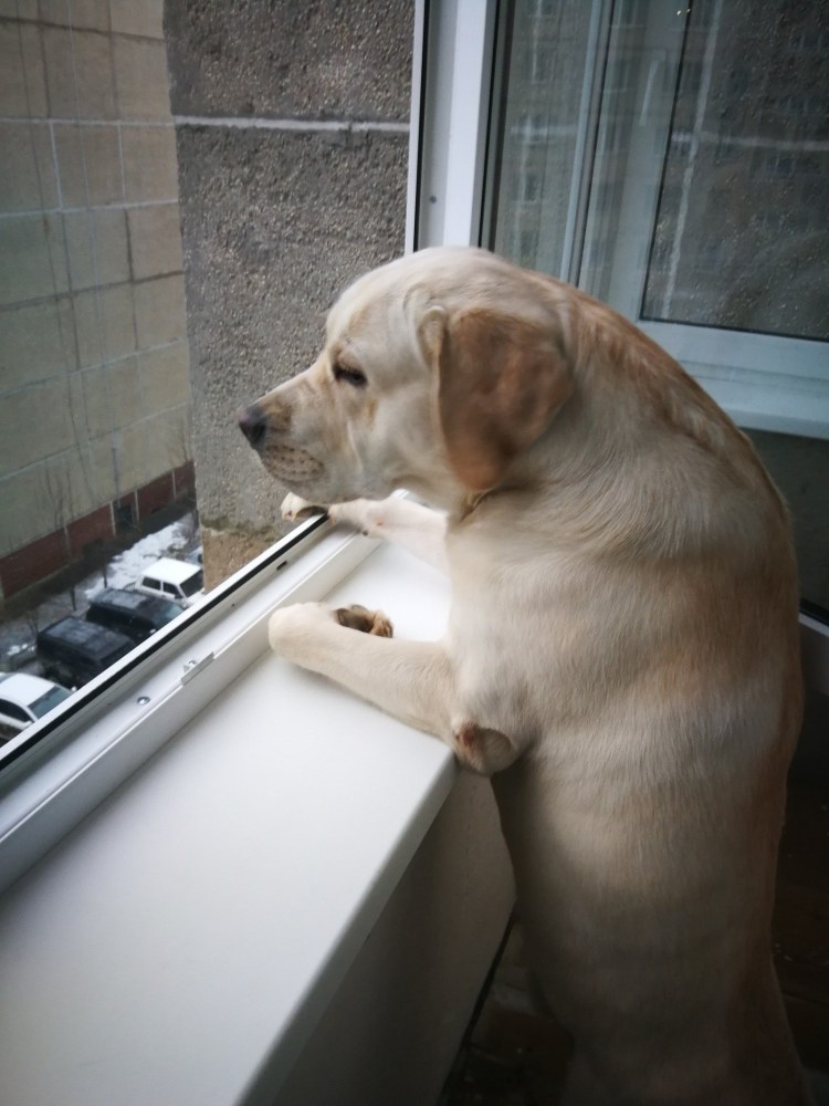 Собака выхлопная труба