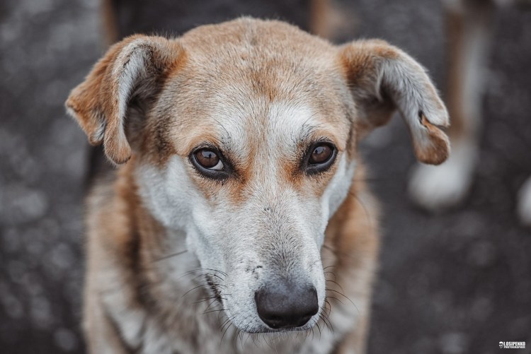 Далматинец щенки вид сбоку