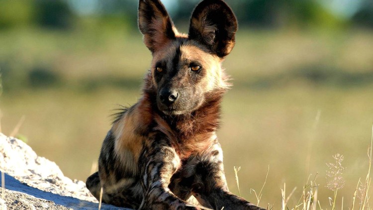 Гиеновидная полосатая собака