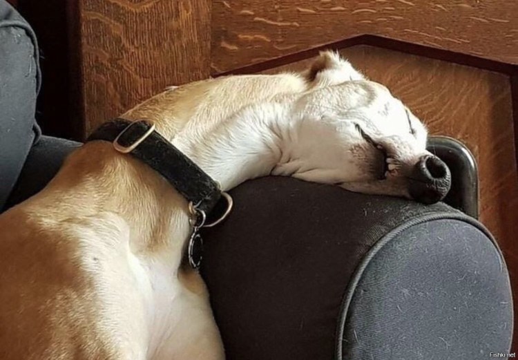 Вельш корги пемброк жирный