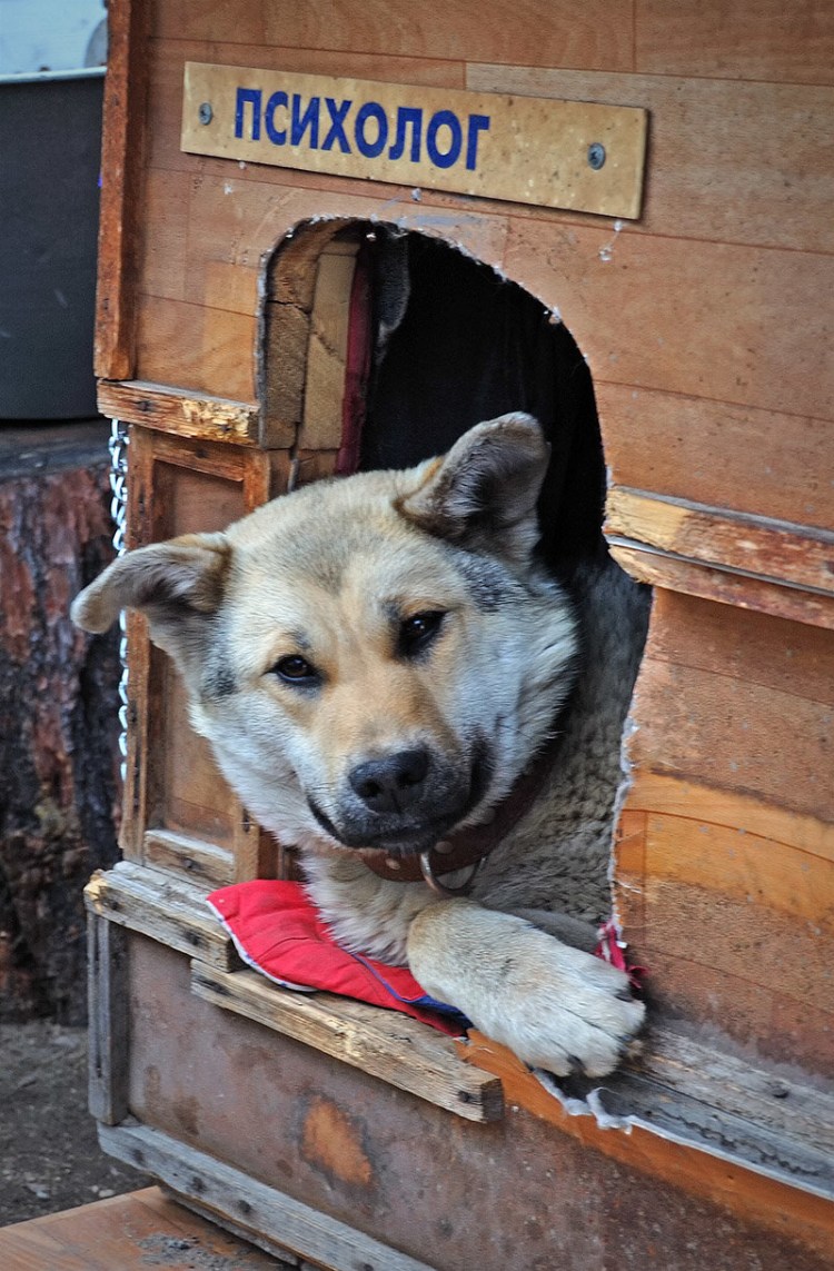 Семья с собакой картинки