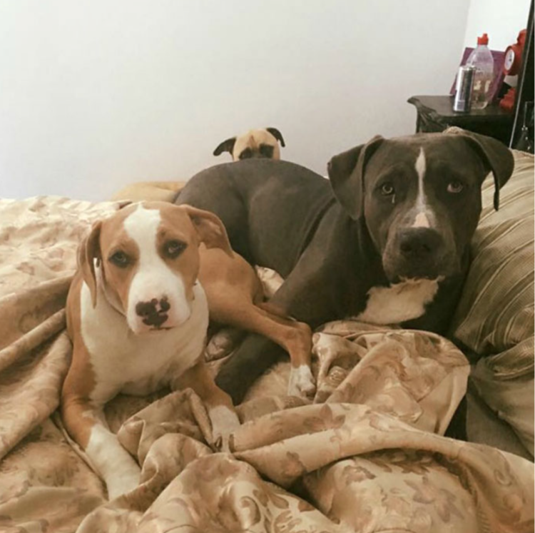 Любопытная собака