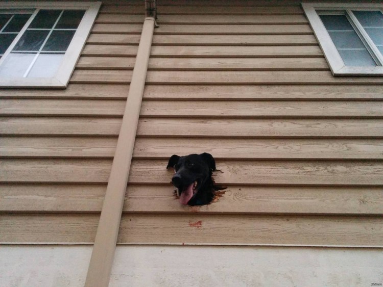 Собака с глушителем