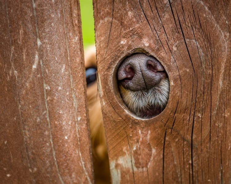 Собака биологически