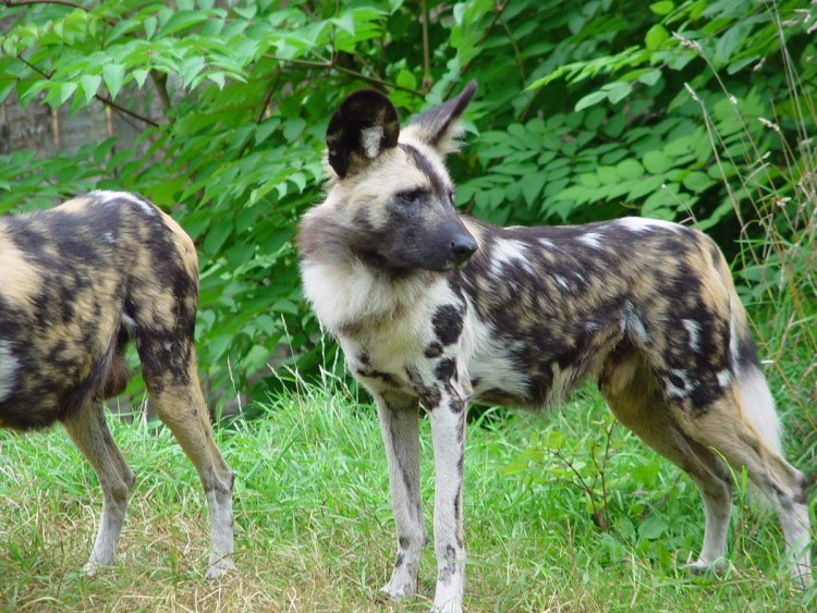 Демотиваторы про собак смешные