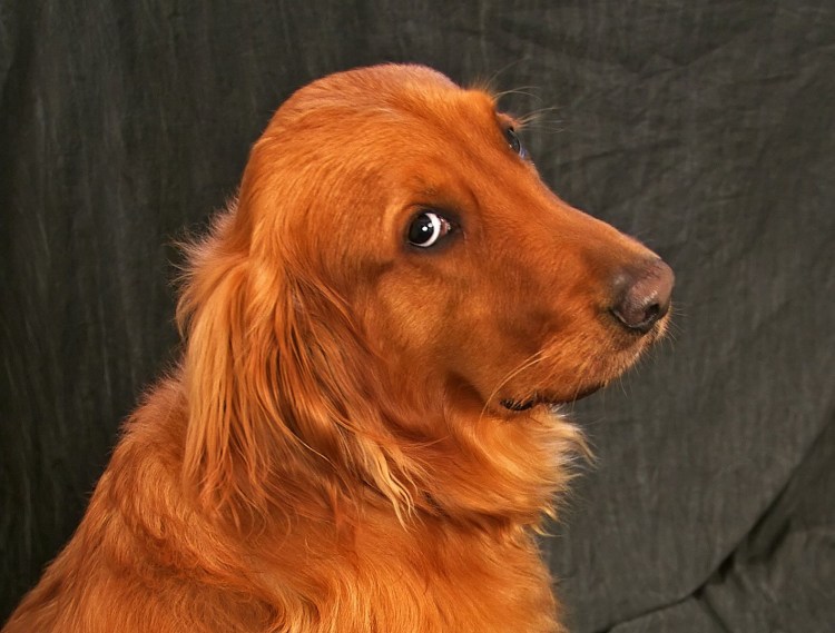 Терьер Ушастый