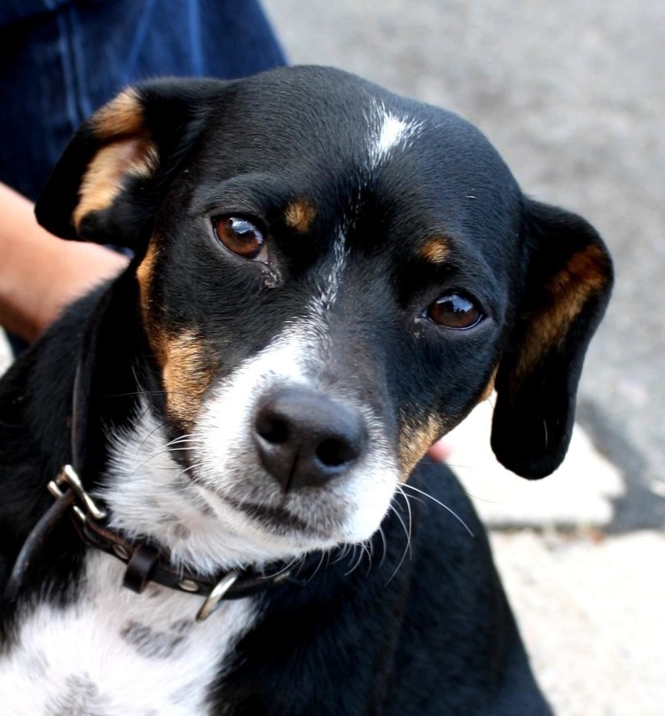 Бигль Длинноухий