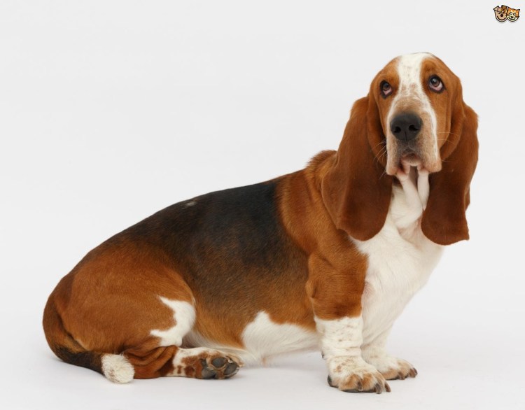 Собака из игры с обвисшими ушами и кепкой