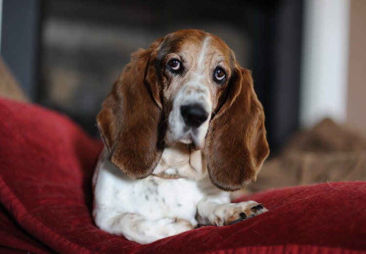 Вислоухая такса