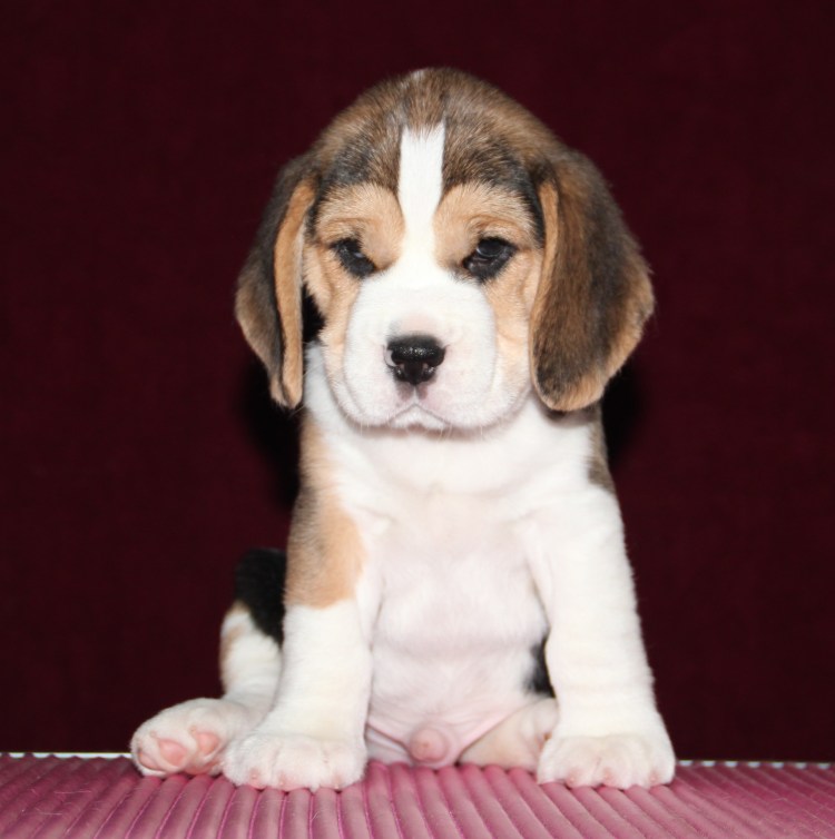 Бассет хаунд спит