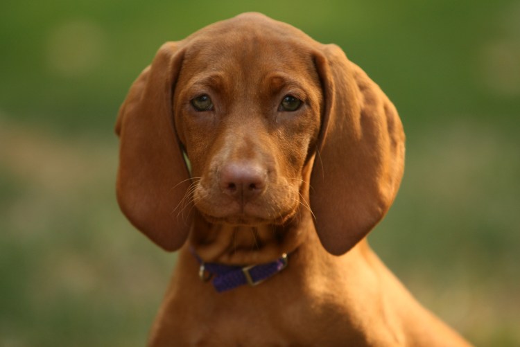 Нормандский Бассет хаунд