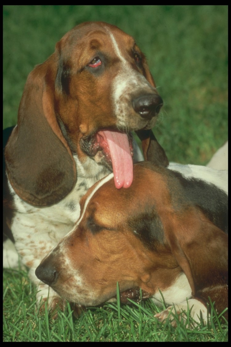 Собака Коломбо порода Бассет