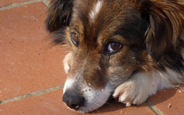 Бассет хаунд гончая