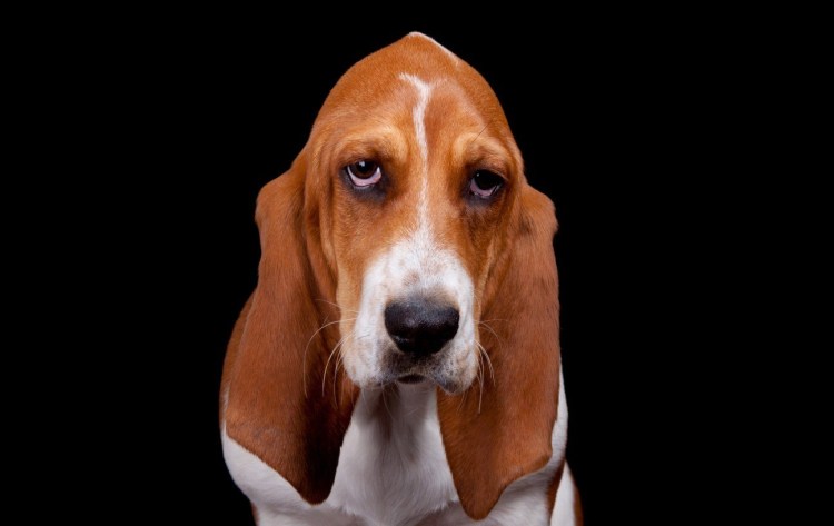 Чихуа лопоухий