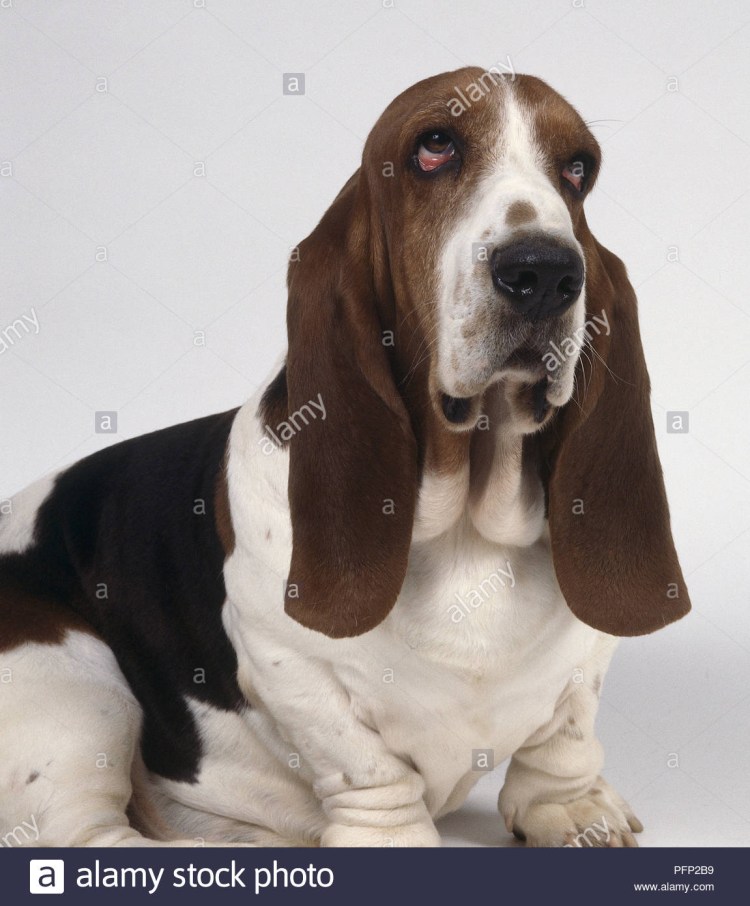 Милые собаки породы Бигль