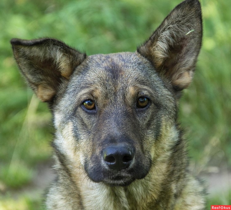 Пес Барбос собака